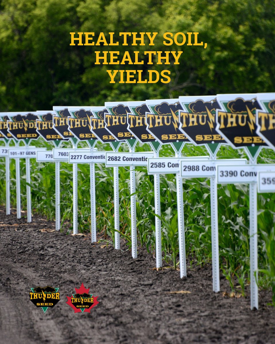 Thunder Seed tweet media