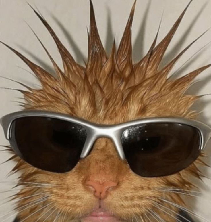 frogrrysue's tweet image. ₊˚⊹♡