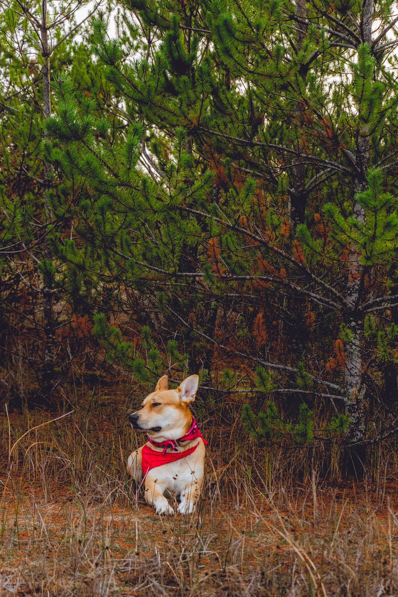 That’s a happy dog.

#forestdogs #dogs #trees #forest