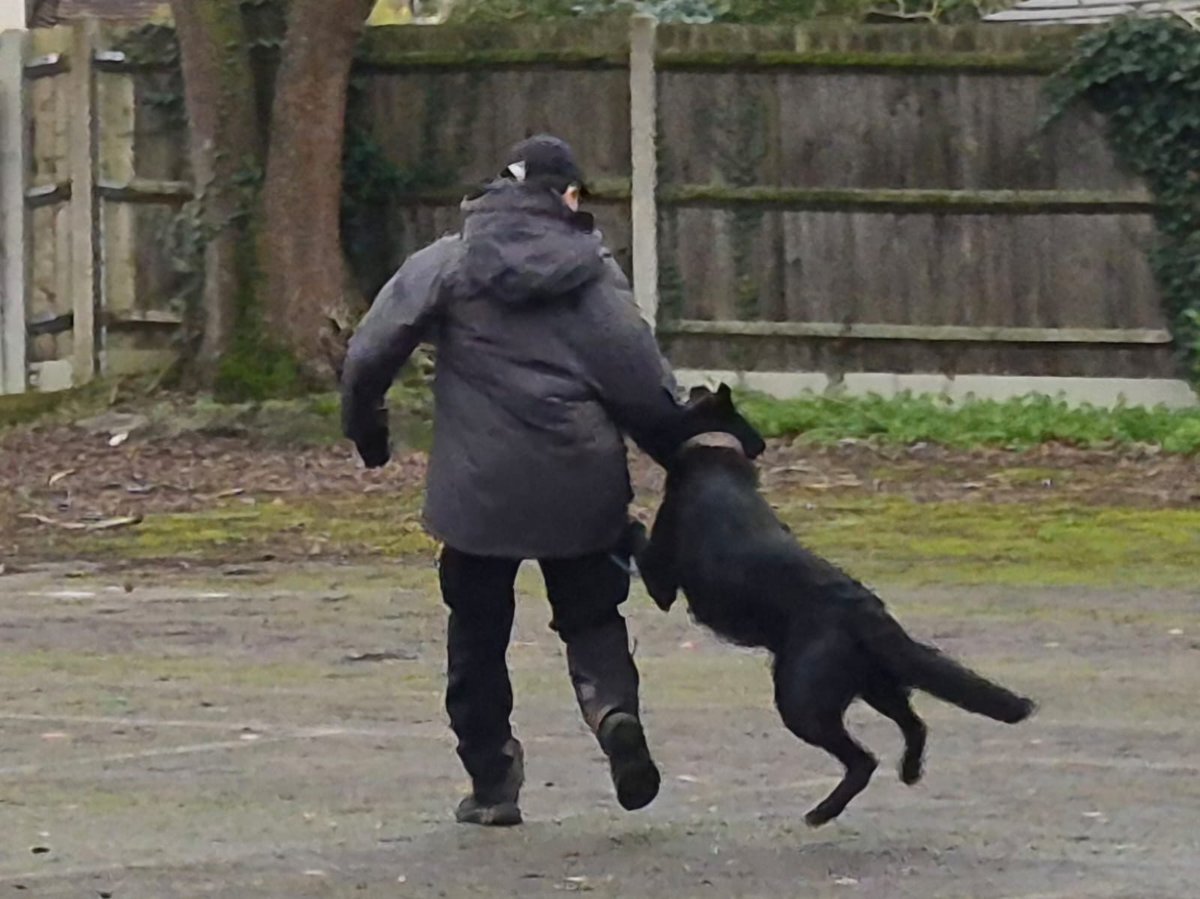 CityPoliceDogs tweet media