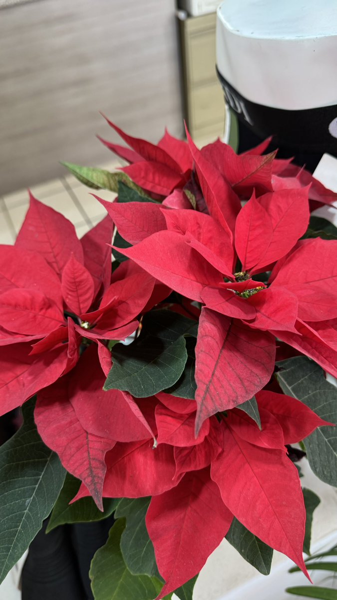 DeInterios's tweet image. Descuento desde el 20% hasta el 50%
23 y 24 de diciembre de 2025.
"FELIZ NAVIDAD"