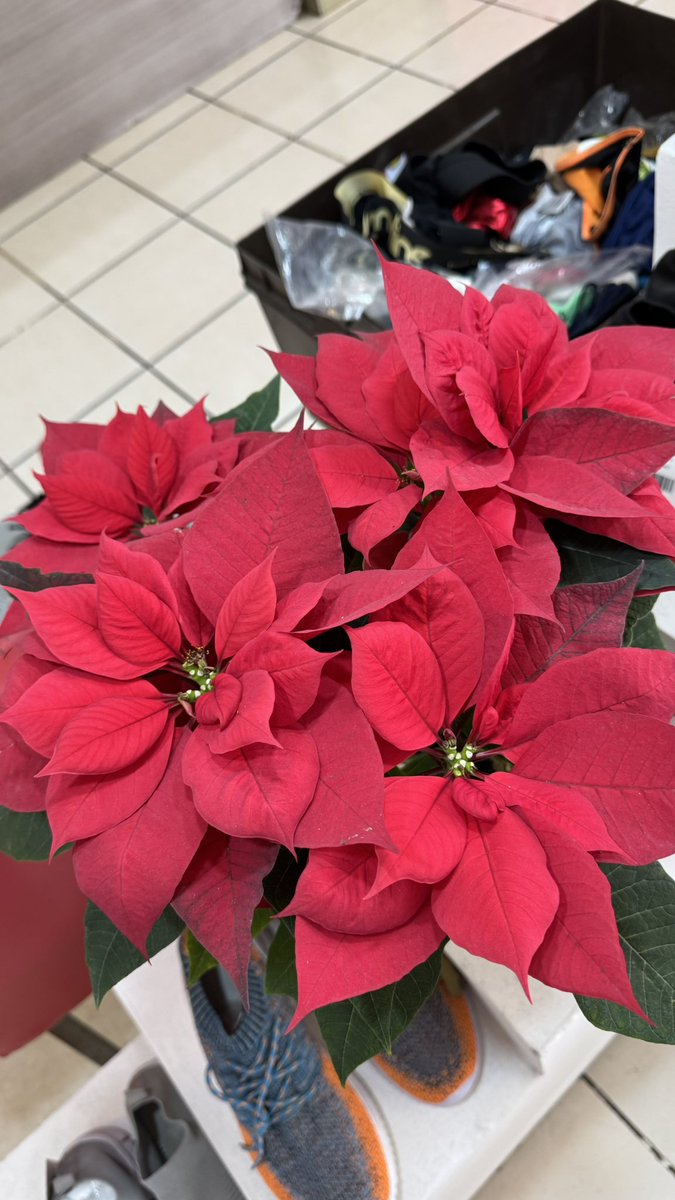 DeInterios's tweet image. Descuento desde el 20% hasta el 50%
23 y 24 de diciembre de 2025.
"FELIZ NAVIDAD"