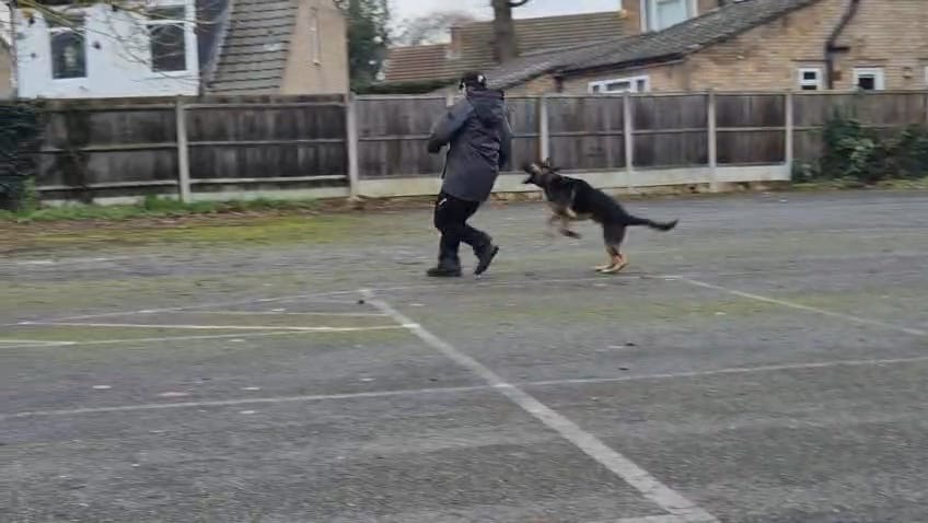 CityPoliceDogs tweet media