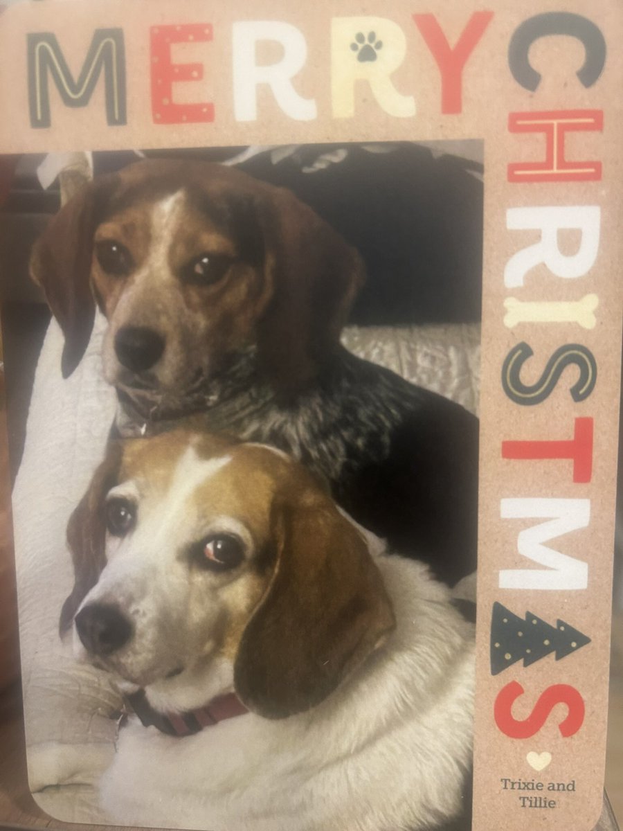 TwoBeags's tweet image. Wishing everyone a very Merry Christmas. Please stay safe and enjoy the day . Hoping you all gets some great stuff from Santa Paws 🐾