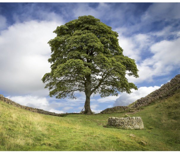 Friday at 5 tweet media