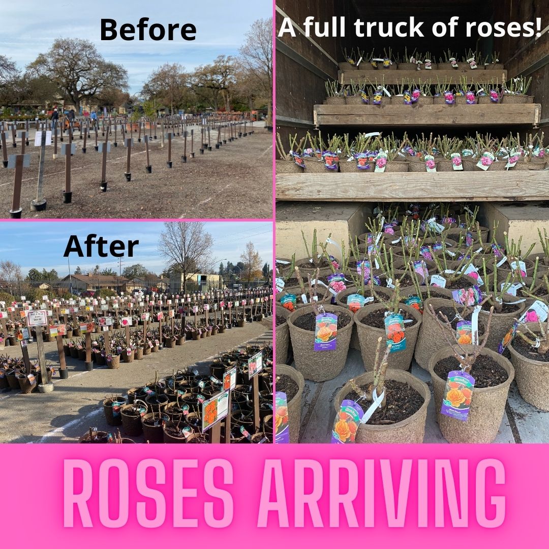 Our first shipment of the 2026 Rose Collection has arrived and is available for sale. A rose makes a wonderful gift to be admired and enjoyed for many years to come!