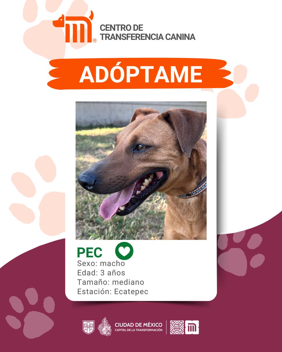 MetroCDMX's tweet photo. "Pec" está en busca de una familia, si deseas darle la oportunidad de ser adoptado comunícate con el @ctcdelmetro, vía e-mail a: ctc@metro.cdmx.gob.mx  
Consulta requisitos de adopción en 👉🏼 https://t.co/vy9M5dnm1J 🐾  #AdoptaNoCompres 🐶🏡 https://t.co/19kDuwTiVW