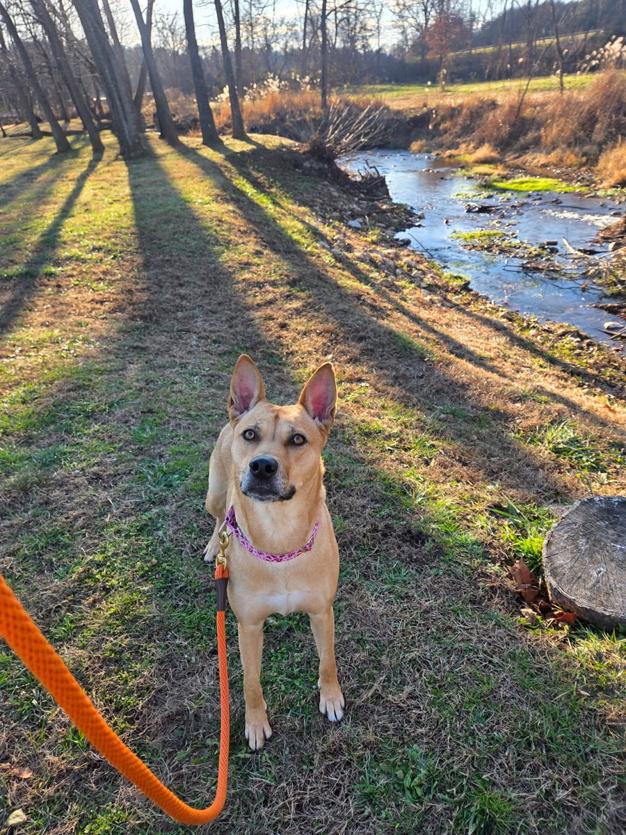 ASPCA's tweet image. Pick Whimsy’s next adventure!
a) Sniffing every inch of the park 🌳
b) Zoomies in the yard 💨
c) Snack time 🍪

Take her home today: aspca.org/ncdogs