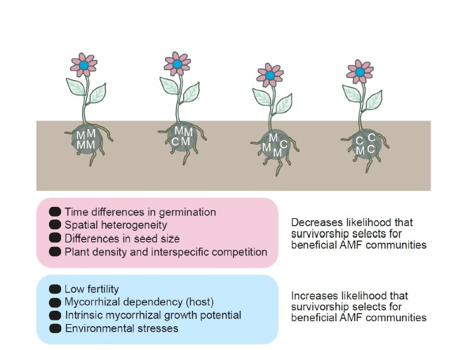 The dead giveaway: Seedling mortality in arbuscular mycorrhizal systems. With Hans Lambers and John Halley

track.smtpsendmail.com/9032119/c?p=e8…