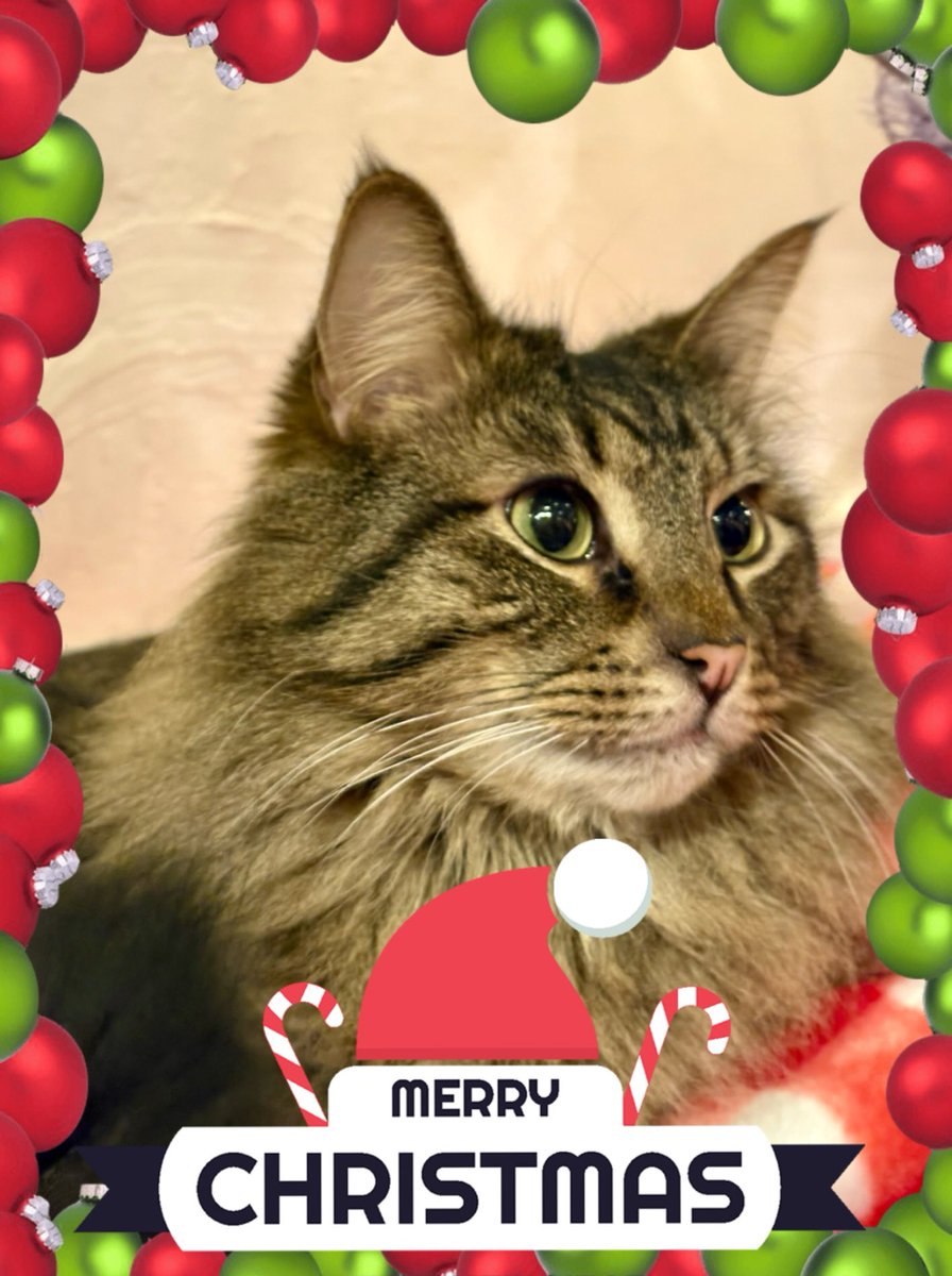 FINNTHEMOUSER's tweet photo. Rudy Is Ready For Christmas!🎄 
🎄🎄🎅🏻🎄🎄🐾
#ChristmasTime☃️#ThePawBros5🐾🐾🐾🐾🐾#AdoptDontShop👍🏻#CatsOfChristmas🤶#CatsOfTwitter😻#CatsOfX😂🌲⛄️🩵💙💕🎄🎅🏻🤶🤗🥰 https://t.co/Wxyvu2ujxR