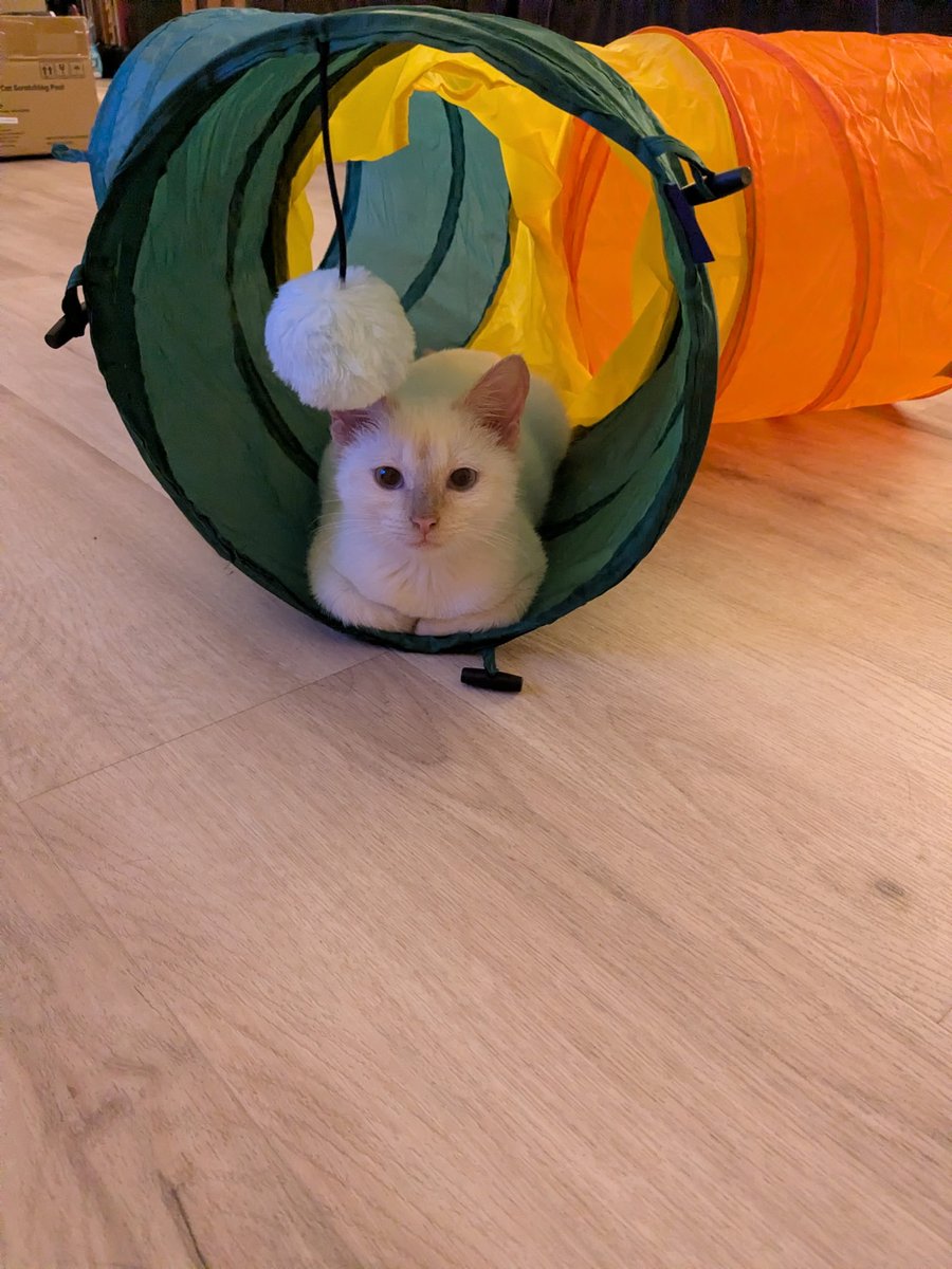 BeFreeWherever's tweet image. Cloudtail before and three weeks after rescuing him. ❤️‍🔥