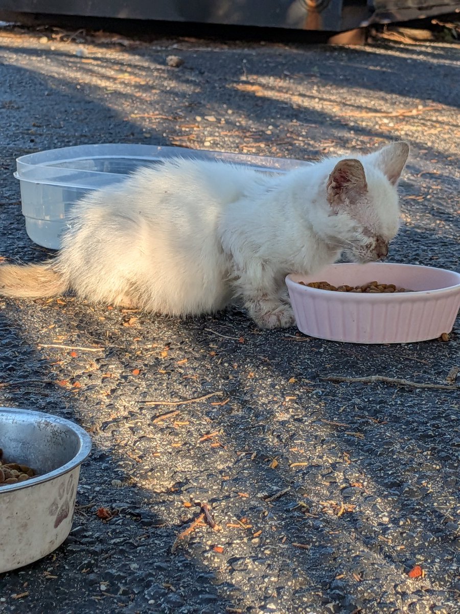 BeFreeWherever's tweet image. Cloudtail before and three weeks after rescuing him. ❤️‍🔥