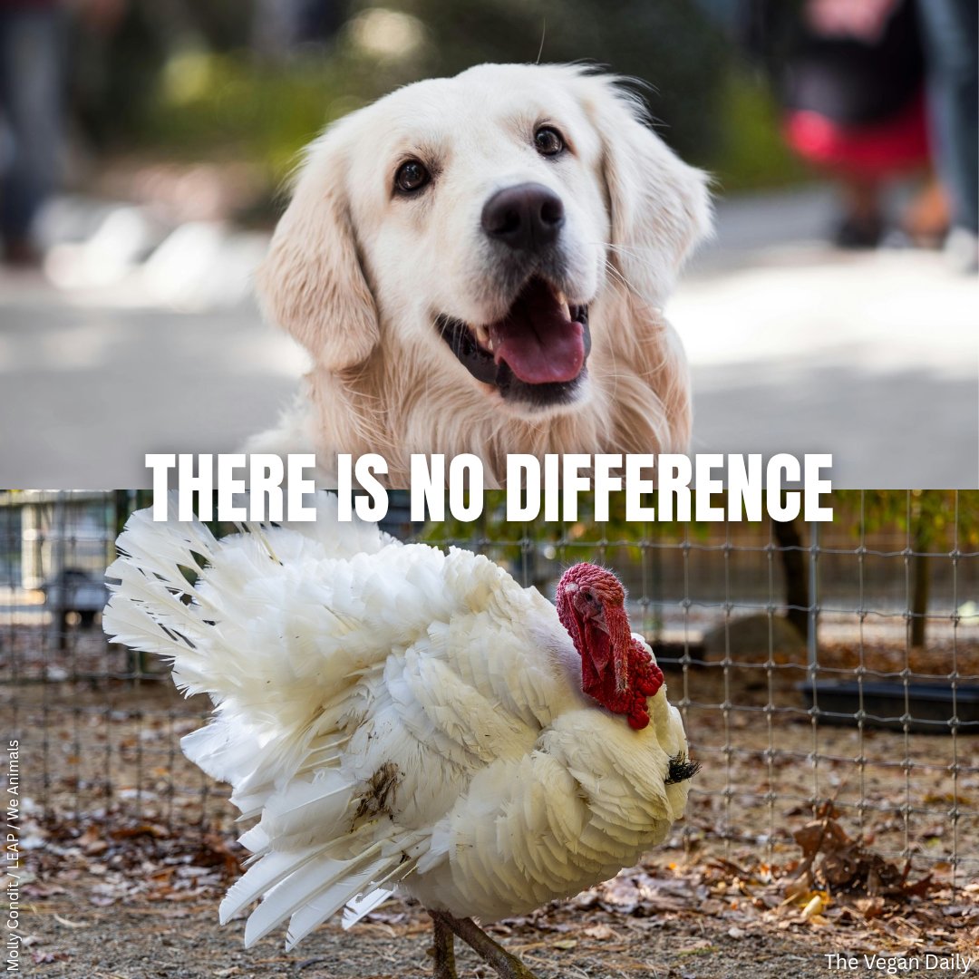 If you wouldn't eat a dog, why eat a turkey?