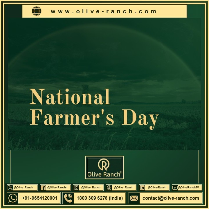 Olive_Ranch_'s tweet photo. From soil to soul, farmers build the nation.

Happy National Farmers’ Day

Team Olive Ranch 

#NationalFarmersDay2025 
#OliveRanch https://t.co/2h4RyT7q2f
