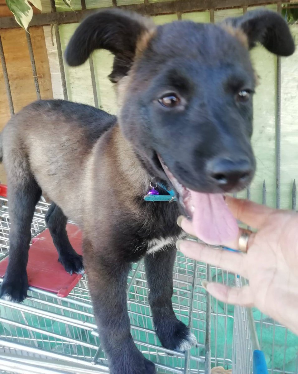 Urge rescatar a esta bebé, de 4 a 5 meses, que es constantemente golpeada por su "dueño". Una vecina escucha los gritos y llantos de la pequeña, pero no puede hacer nada. Si alguien o alguna agrupación puede ayudar a rescatarla, comuníquese al +56978750956. Favor RT!
#Santiago