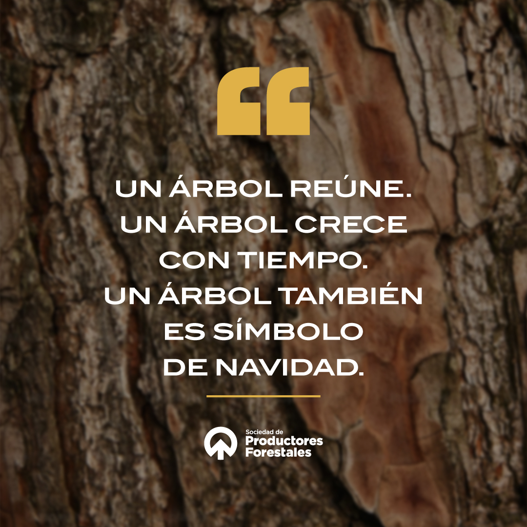 Sociedad de Productores Forestales tweet media