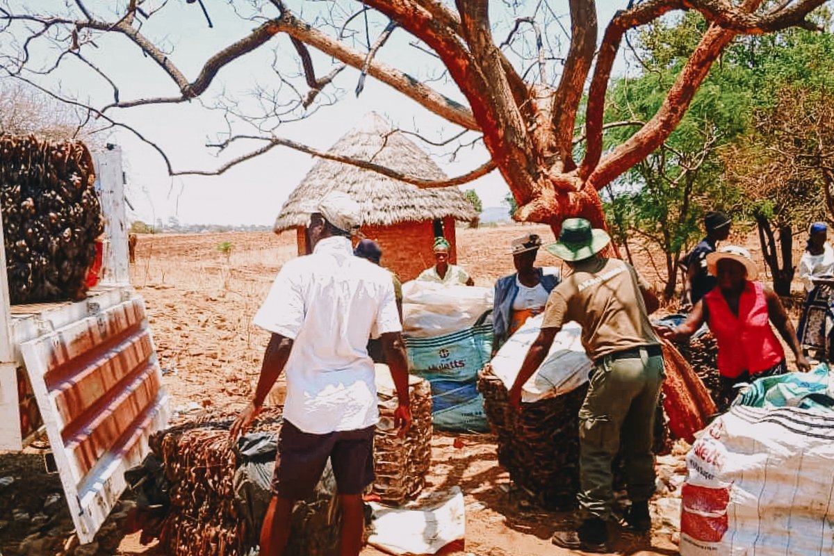 Akashinga tweet media