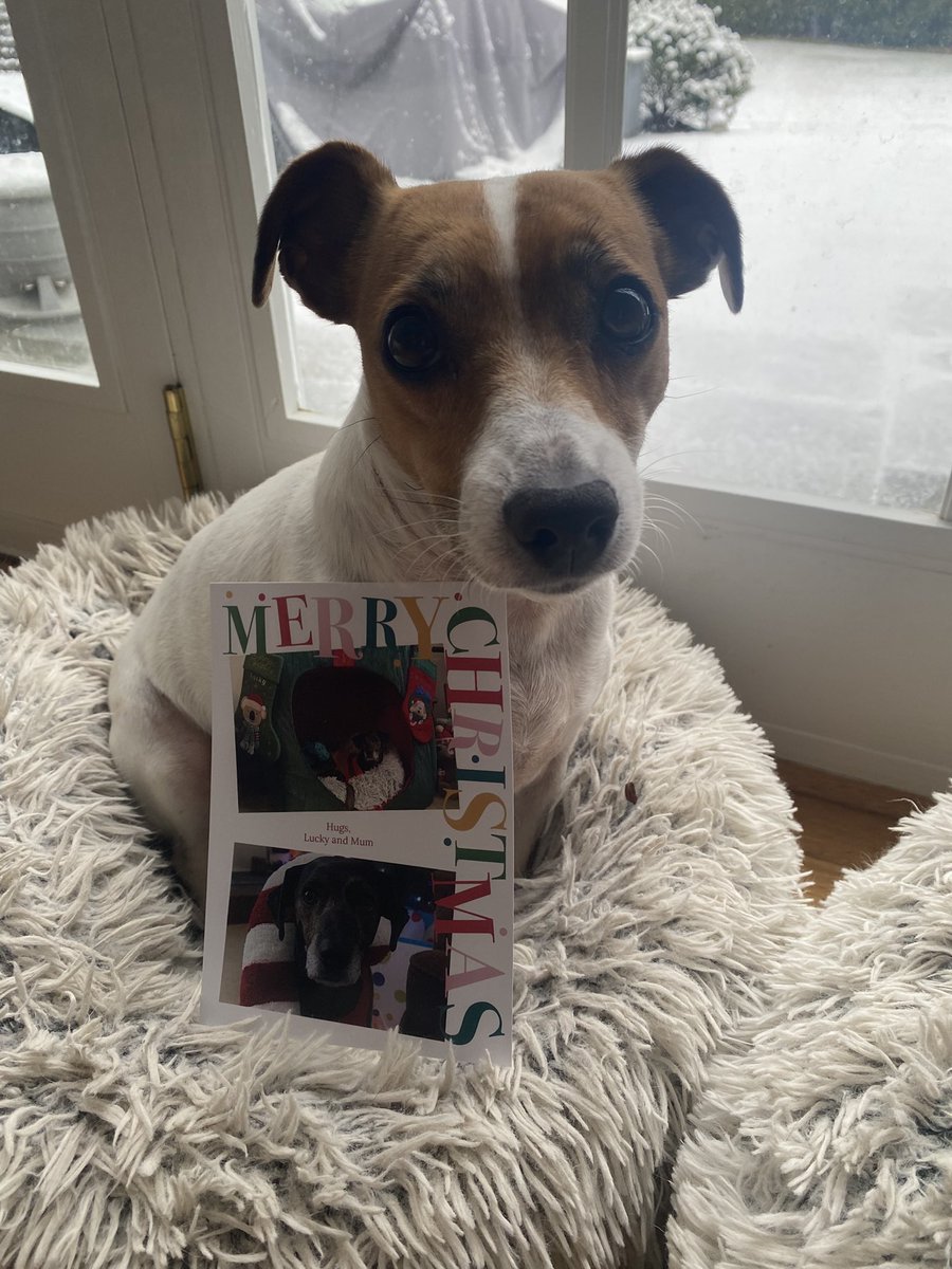 BelleLBear's tweet image. #PupMail📬💌 #Christmas 🎄#ChristmasCard #Tuesday ⛄️#dogsoftwitter #dogsofX 🎅#dogs #zshq #LittleBear 💚❄️#BabyBea ❄️🔔⛪️❤️
Lookie frens! Beautiful cards from sweet frens Lucky @HounddogZenith and @TVtweeties ! We love you! 🎅