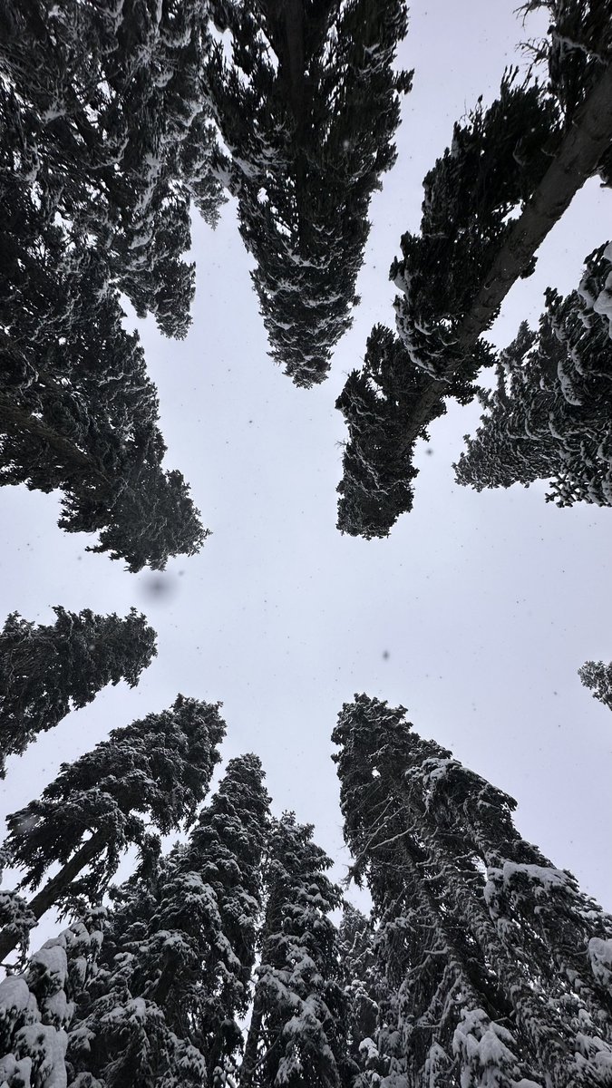 Bazen mutluluk; Ilgaz Dağı’nda bir orman kulübesi, karın sesi ve zemheride içini ısıtan bir sessizliktir.