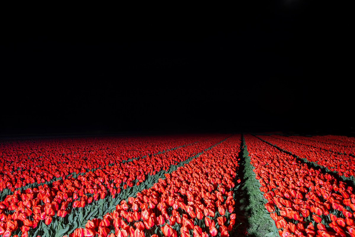 briscoepark's tweet image. art not made with ai