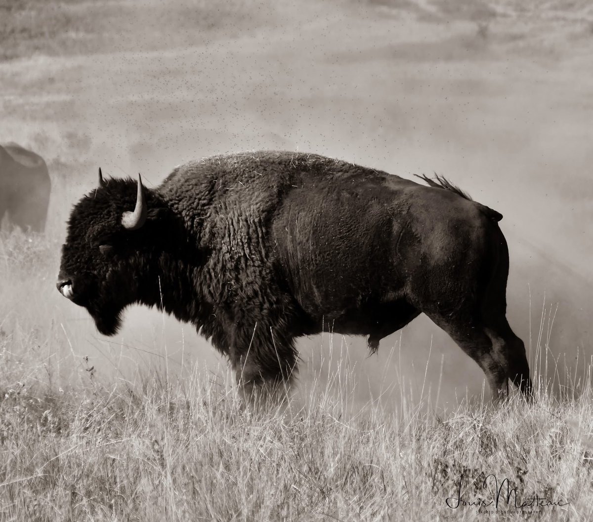 Sepia photograph (filter) of Bison is a reddish-brown color, named after the rich brown pigment derived from the ink sac of the common cuttlefish Sepia. #CSKTBisonRange #NorthAmericanBison #Montana