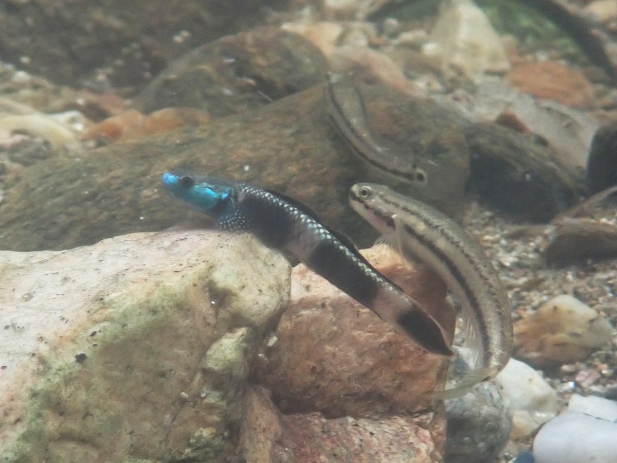 Hirozumi KOBAYASHI tweet media