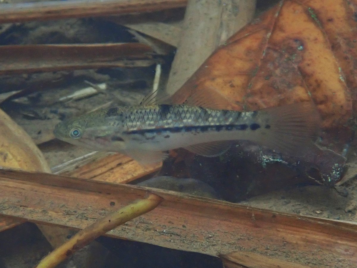 Hirozumi KOBAYASHI tweet media