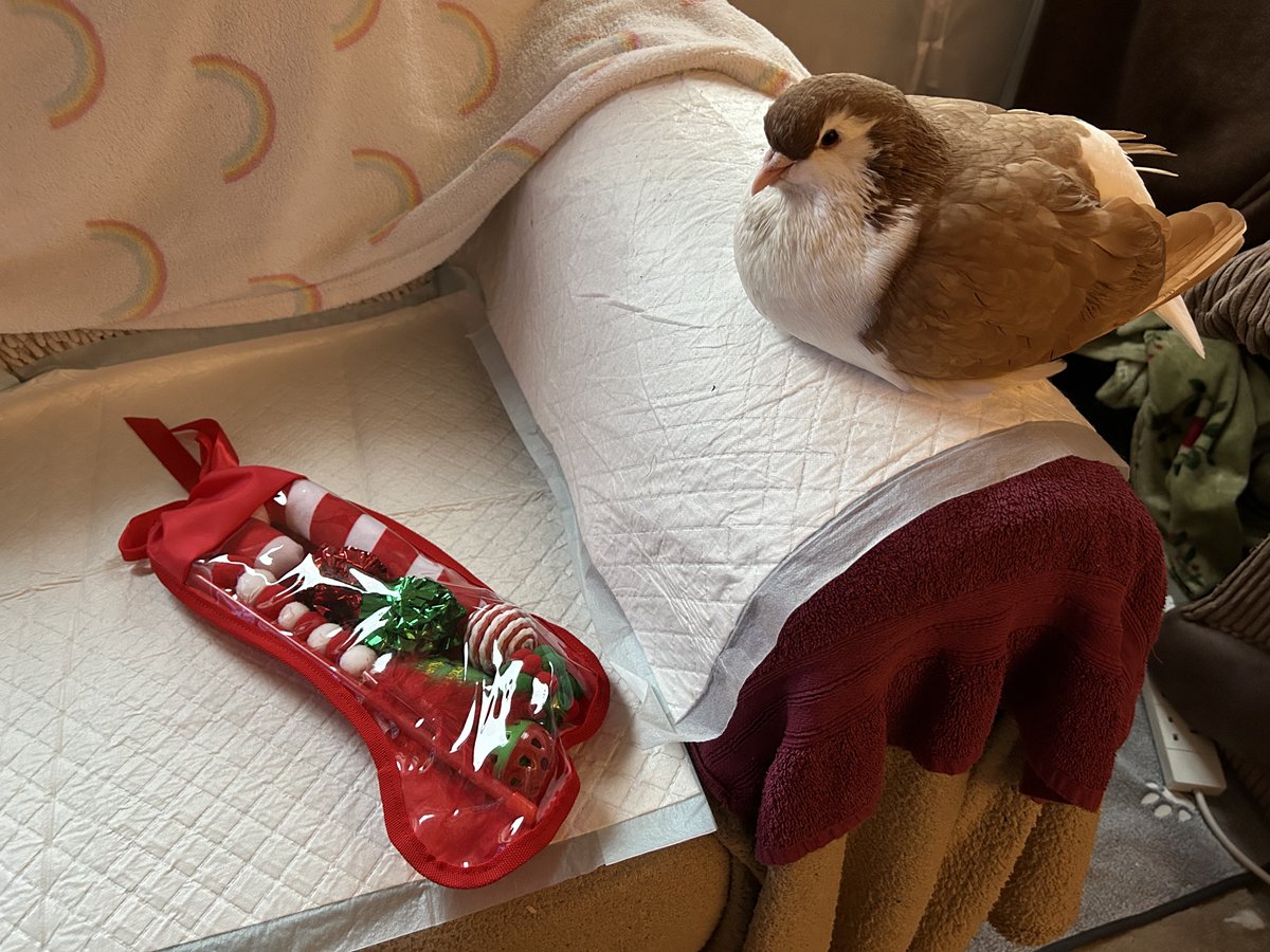 crescentmoontea's tweet image. local man does not particularly care for his Christmas gift