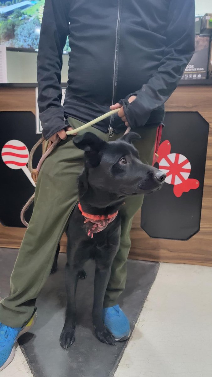 LaColoniaJuarez's tweet photo. ¡Ayuda por favor! Este pequeño perrito negro, macho, mediano que se ve joven, está buscando a su familia. Comparte para que vecinos de zona Condesa - Roma - Juárez puedan verlo y tal vez le reconozcan. Informes al teléfono que aparece en la imagen. 
Gracias. 🙏🏻 https://t.co/nzwWWOGsq3