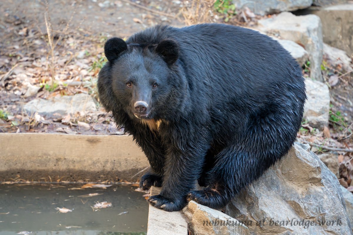 のぶクマ🐻C107 2日目 西あ-72b (西2) (@kumar0001) / Posts / X