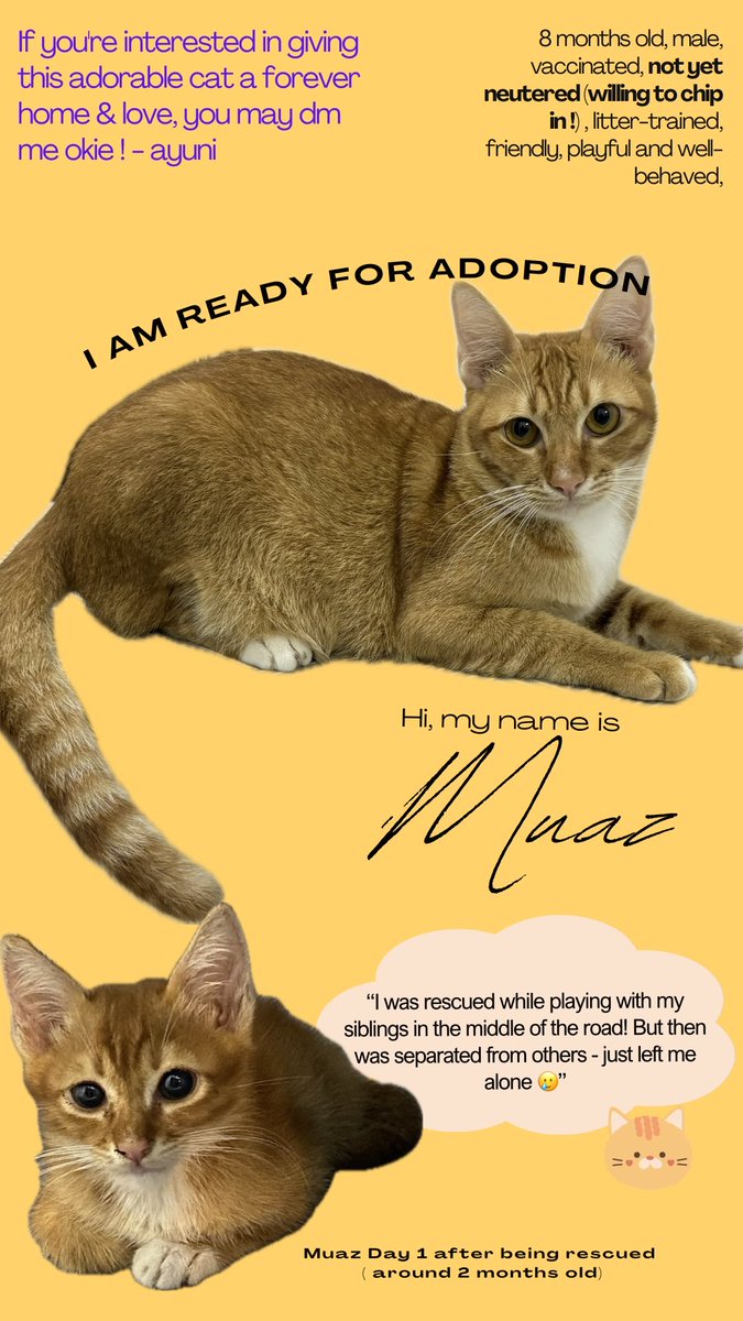 yuni_404's tweet photo. Salam &amp; hi, all! I have been fostering Muaz &amp; Abu for almost 4-6 months &amp; now they are open for adoption 🤍 It was one hard decision but I already have 5 furbabies at home + one new baby kitten that I just rescued 🥲 

📍Location: Kota Warisan, Sepang

Help me RT yaa ! https://t.co/tUQWWBTCnW