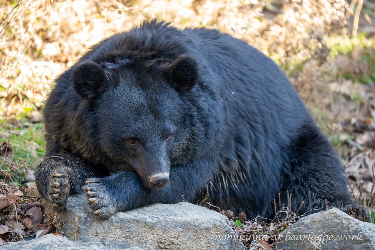 クマ様 クマ“異常”出没 | 東北ココから | NHK