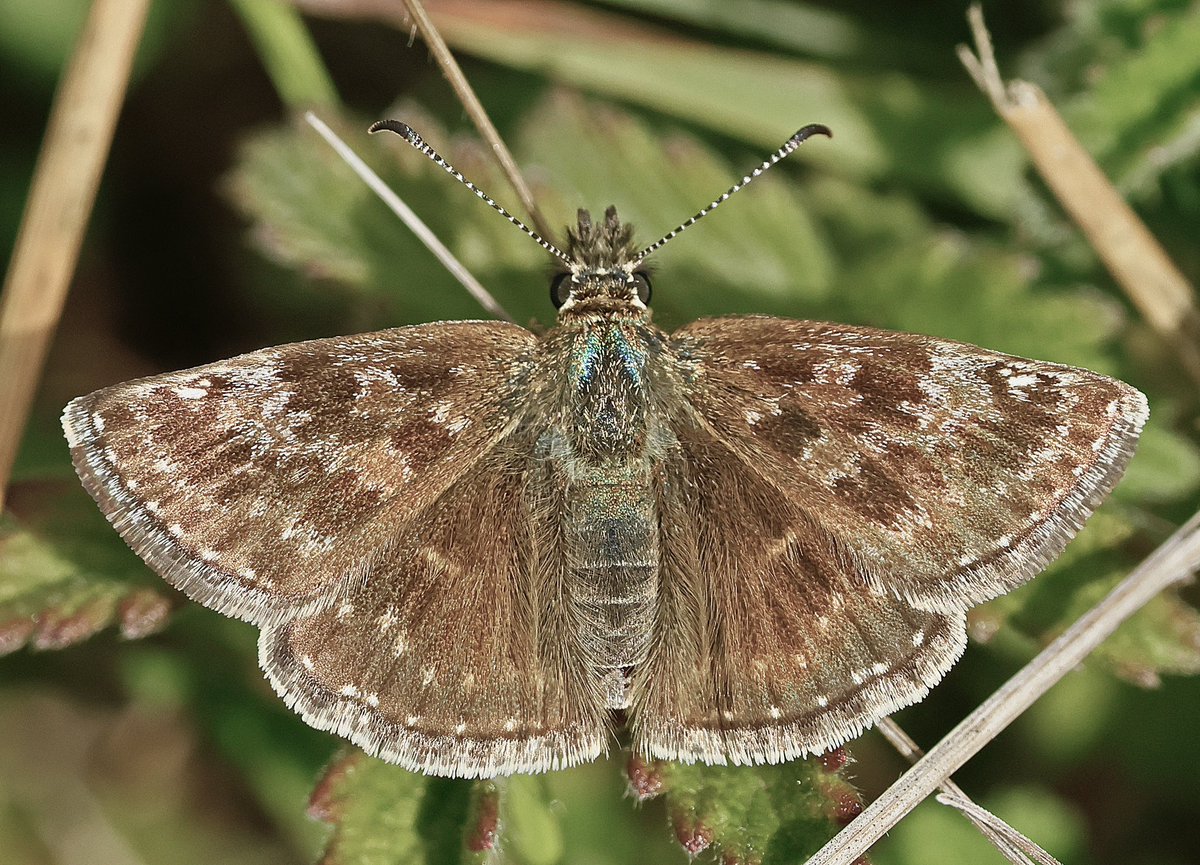 Steve Nikols tweet media