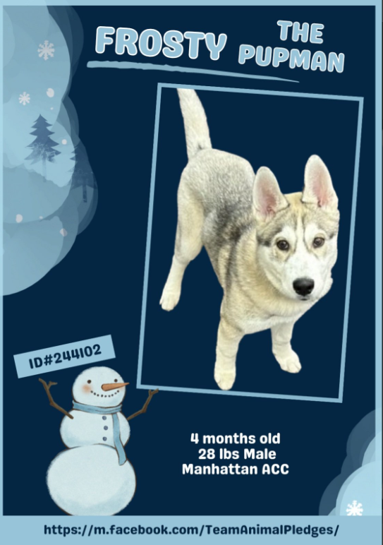 NMBewitched's tweet image. ☃️#Frosty the Pupman 
#NewDogontheBlock 
nycacc.app/#/browse/244102 
#AdoptMe 

What a cute PuppyLove 
Another #Husky picked for his beauty but in the wrong home🙄 He has done nothing wrong!

Puppies need exercise, training games, playtime, naps, cuddles &amp;amp; a routine.