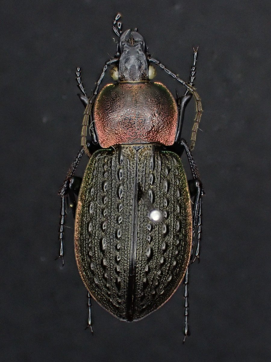 before 】 以前箱ごと入手した古いオサムシ達 今回はその中から