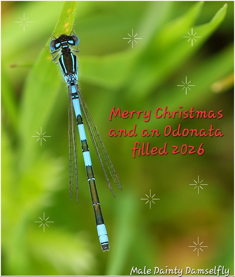 MarcHeathym007's tweet photo. @BDSdragonflies @ScotlandBds #Teamdragonfly https://t.co/En2fh5Im3W