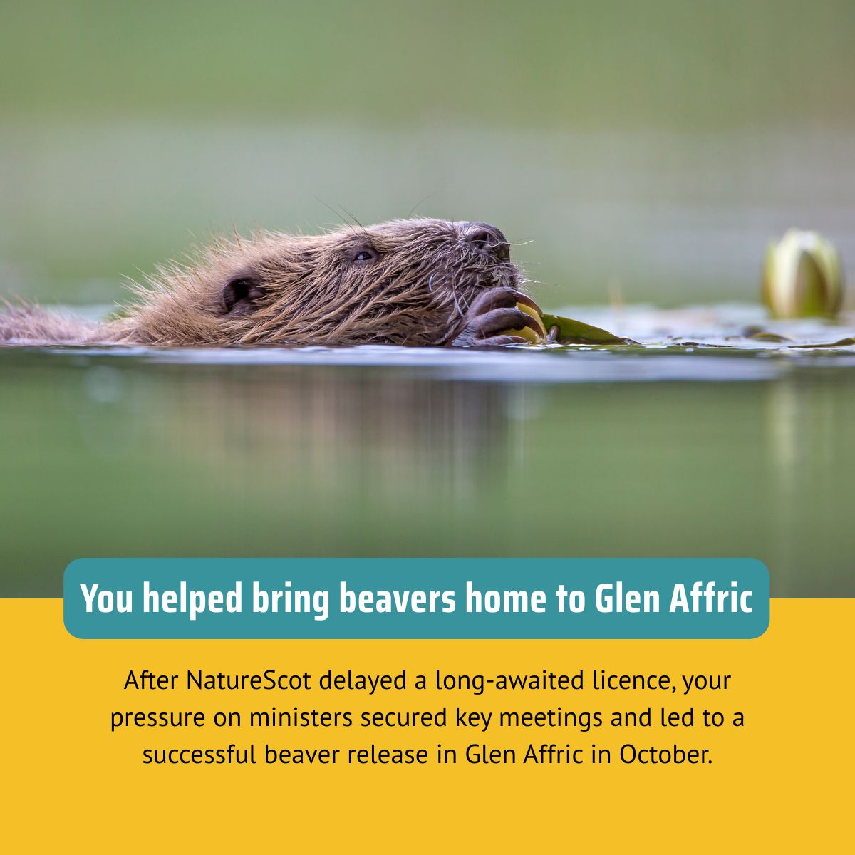 ScotRewilding's tweet image. As 2025 draws to a close, we’re looking back on a remarkable year – one in which we celebrated our sixth birthday and saw this community come into its own like never before. In a challenging landscape, you kept showing up, speaking out and driving real progress for rewilding in…