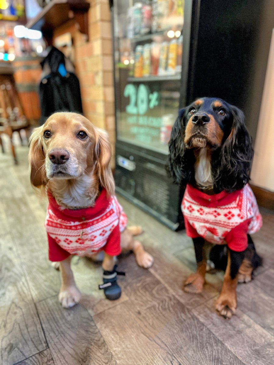Olly and River the Working Cocker Spaniels tweet media