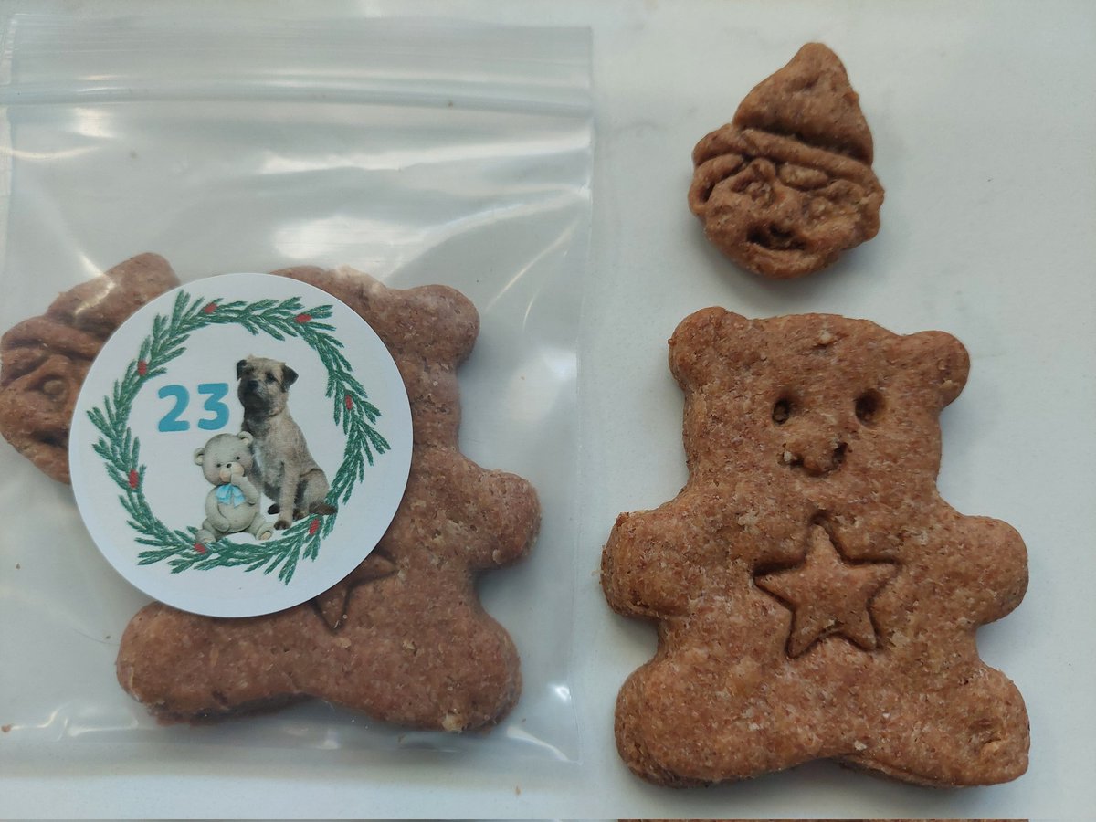 creek_moose's tweet image. Rocky's off to school to play with furiends while I stay home and continue to heal. I have stitches, so I can't go to school for a couple of weeks. Day 23 of our #AdventCalendar is a teddy bear 🧸 and elf! #schooldays #dogsoftwitter #DogsOfX
