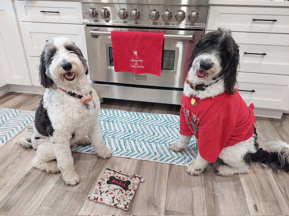 creek_moose's tweet image. Rocky's off to school to play with furiends while I stay home and continue to heal. I have stitches, so I can't go to school for a couple of weeks. Day 23 of our #AdventCalendar is a teddy bear 🧸 and elf! #schooldays #dogsoftwitter #DogsOfX