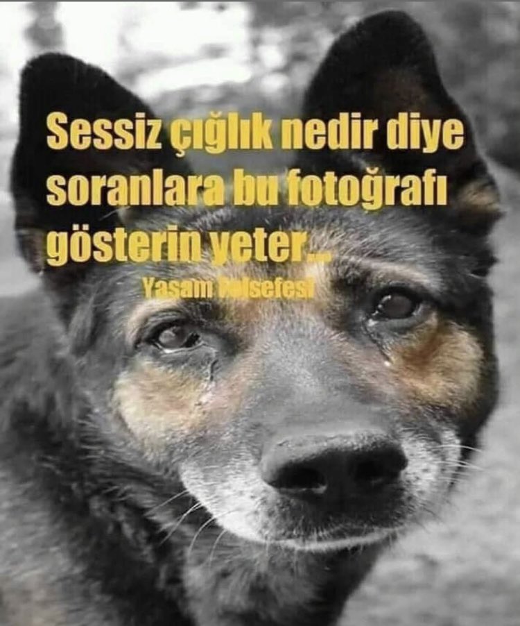 Özgür tweet media