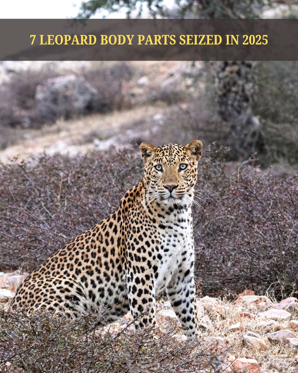 watch_tiger's tweet photo. ANTI-POACHING UPDATE

In 2025, our #antipoaching team, working in coordination with the #Forest Department led to:

▪️ 7 leopard skins seizure 
▪️ 11 interstate poachers' arrest

#Wildlife #crime continues to pose a serious threat to India's forests. https://t.co/zKmdEAiFpb