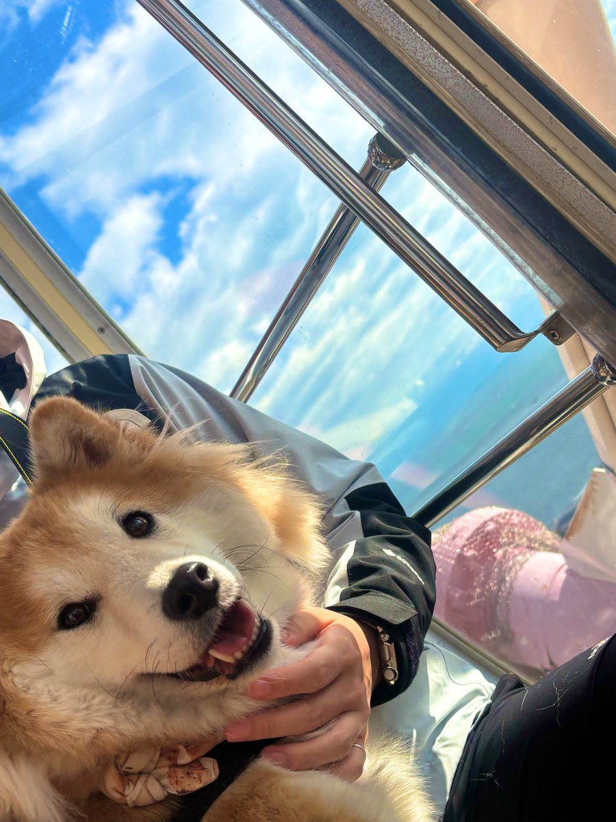 ageagepayapaya's tweet photo. 大好きなお友達と遠足に行ってきたよ！
初めてのゴンドラも楽しかったようでなにより･:*+.\(( °ω° ))/.:+ｱﾜｼﾞｼﾏ

#柴犬　#遠足 https://t.co/wiZrpdGPKC
