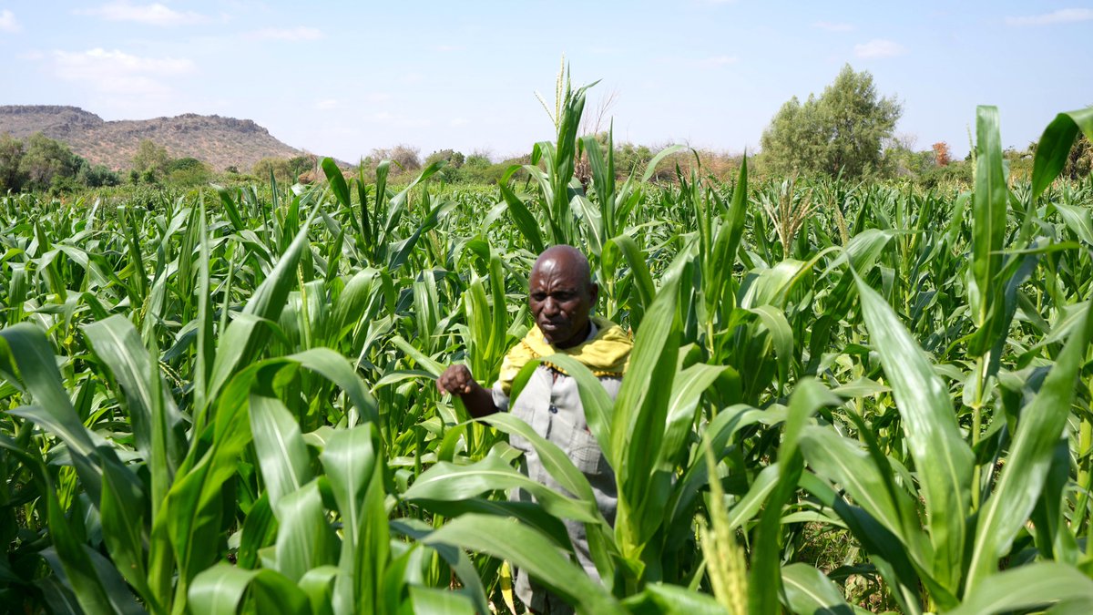 FAOEthiopia's tweet photo. “This farm carries all my family,” says Mohamed, whose 1st season yields tripled after receiving improved seeds &amp; cash that supported him with irrigation. He's expecting more this season. Recovery is possible when timely assistance meets local determination.

@FAO @UNCERF @UNOCHA https://t.co/YJG0Vv5Of6