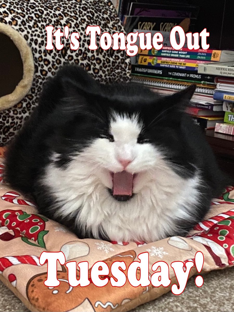MemeCat99014509's tweet photo. โฅ๏ธEnjoy & have wickedly wonderful
day furrends!โฅ๏ธ๐
๐พ๐ค๐ค~Sally๐ฝ
#TongueOutTuesday #TuxedoTuesday #CatsAreFamily #Hedgewatch #CatsAreCool #AnimalLover #Cats #PetsOfX https://t.co/UqeMyG7sKF