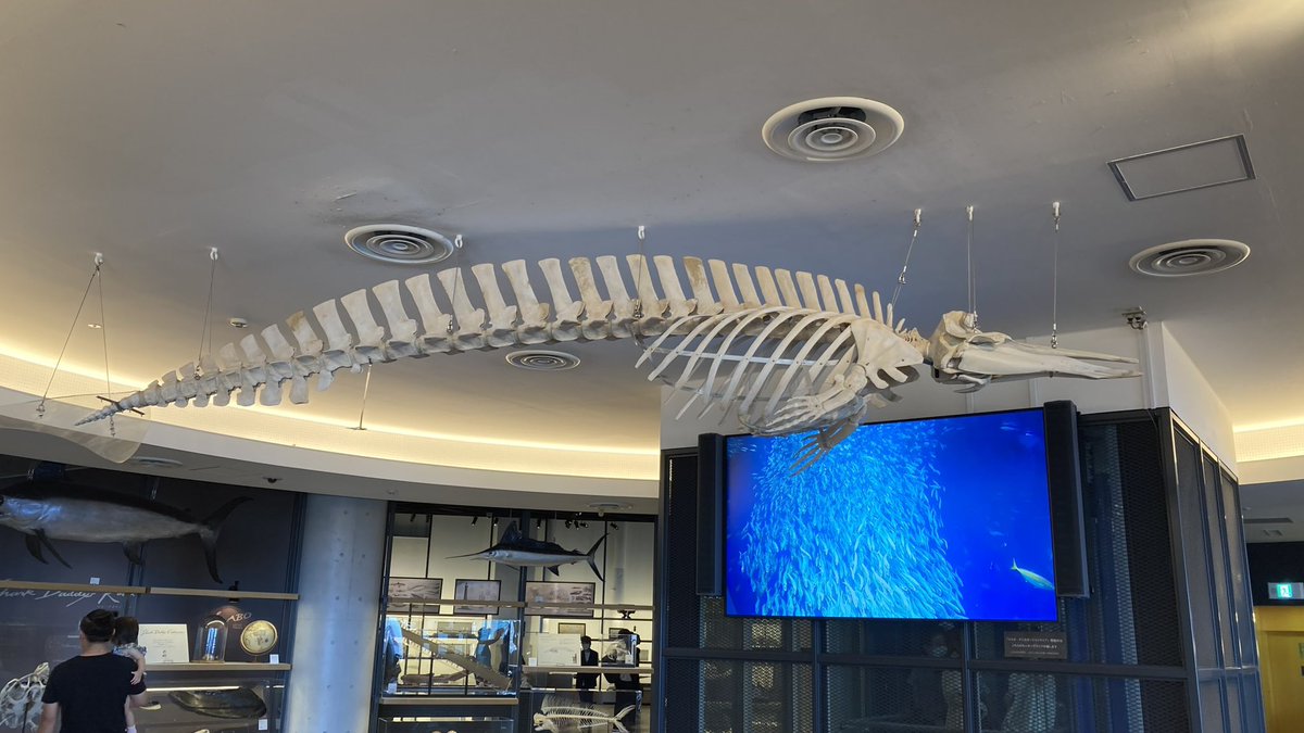 ジンベエー (@NZSjIFiJi8eDWdD) / Posts / X