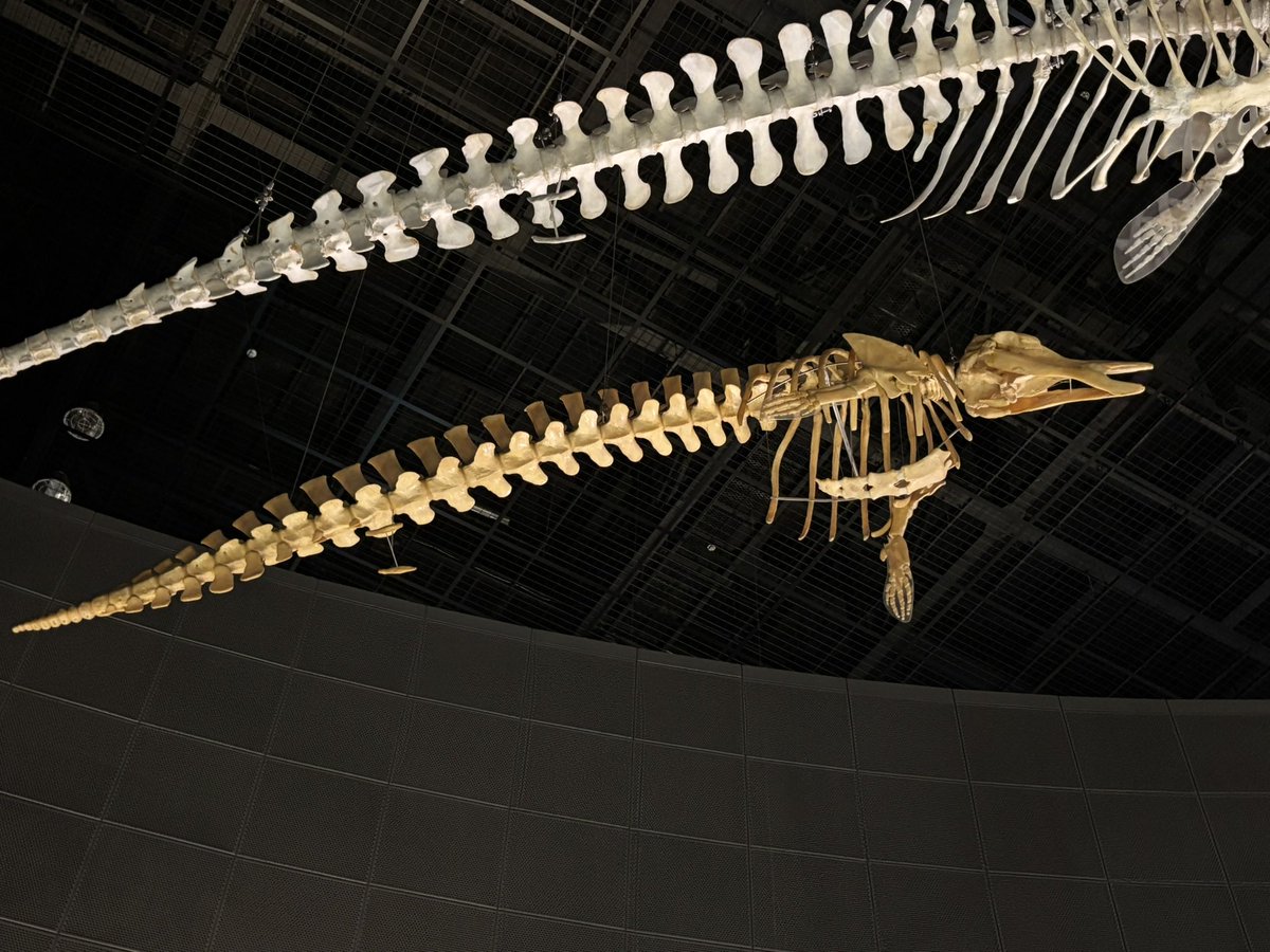 ウチワフグの剥製 ジンベエー (@NZSjIFiJi8eDWdD) / Posts / X