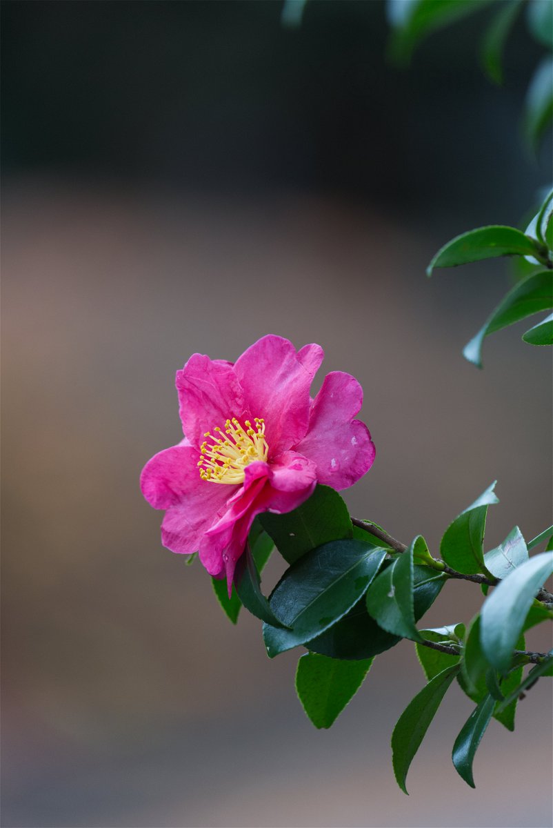 Flower Photo Club Community on X - 4.4K Members