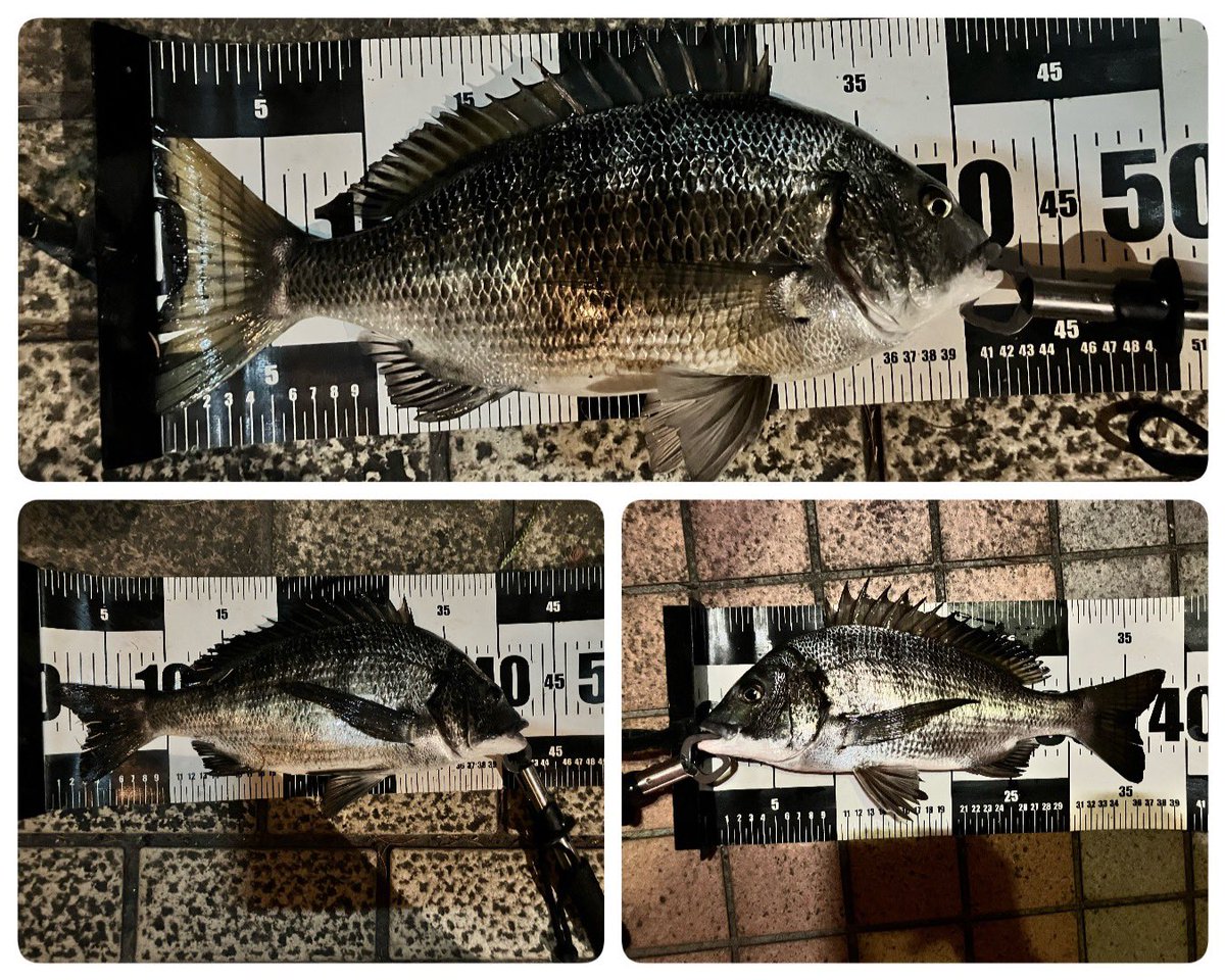 今日の夜ヘチ夜練は３枚！
そういえば、今日は１匹
そっちはダーメ❤️
って一人でやり取りしてたら、振られました😭