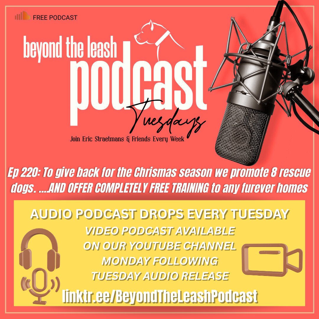 BeyondTheLeash's tweet image. 🎙Ep 221: To give back for the Chrismas season we promote 8 rescue dogs...AND OFFER COMPLETELY FREE TRAINING to any furever homes. Jessie joins Eric.

Beyond The Leash Audio Podcast will continue to drop every TUESDAY, VIDEO drops FOLLOWING MONDAY! 📹
️#dogtrainer #dogtraining